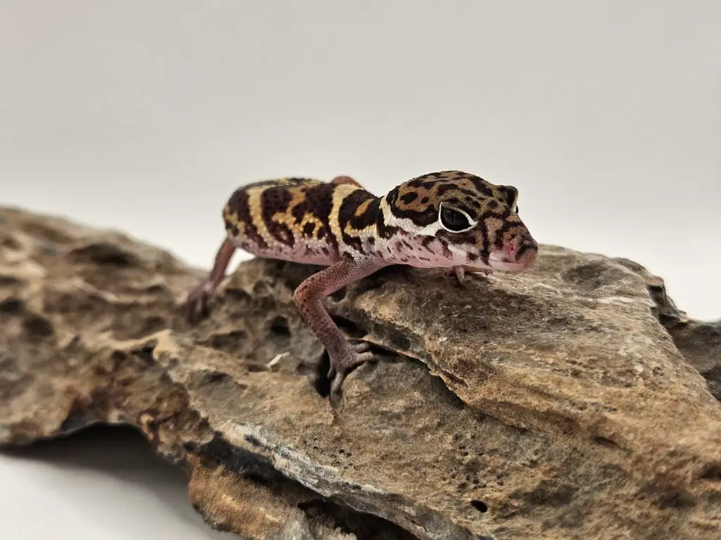 20250914_120427-1024x768 Gadopedia