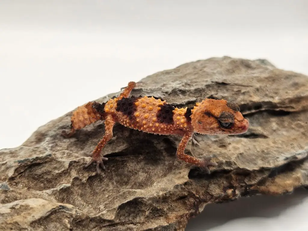 20250914_1236360-1024x768 Gadopedia