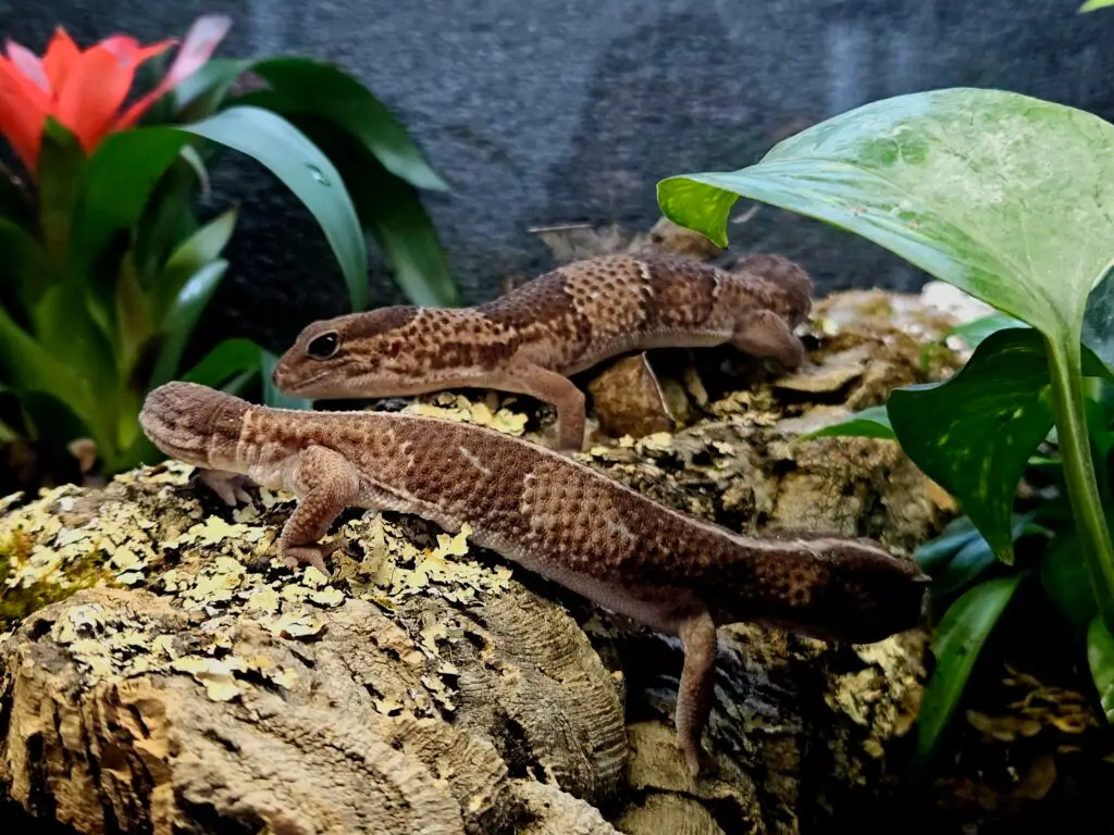 20260212_120827-1024x768 Gadopedia