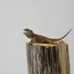 20260213_1241091-150x150 Z Holandii do Polski! Czyli co przyjechało z Houten