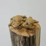 20260213_124646-150x150 Z Holandii do Polski! Czyli co przyjechało z Houten