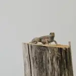 20260213_1248280-150x150 Z Holandii do Polski! Czyli co przyjechało z Houten