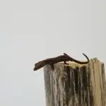 20260213_125412-150x150 Z Holandii do Polski! Czyli co przyjechało z Houten