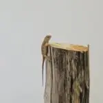 20260213_1257380-150x150 Z Holandii do Polski! Czyli co przyjechało z Houten