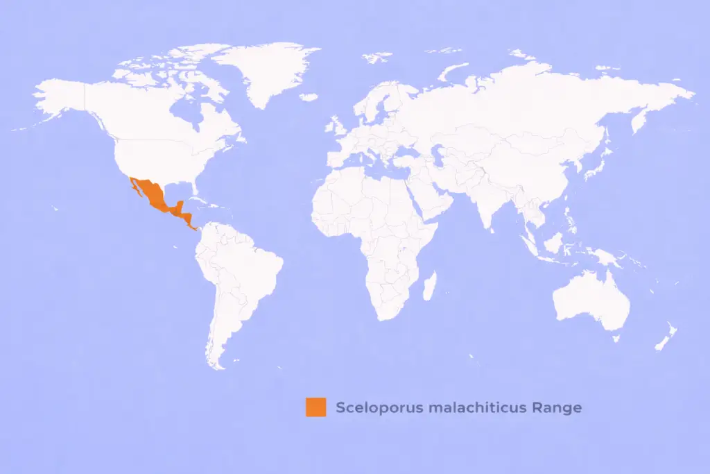 ChatGPT-Image-24-lut-2026-08_55_56-1024x683 Sceloporus malachiticus