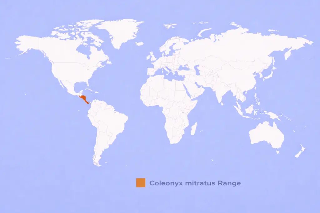 ChatGPT-Image-26-lut-2026-08_16_09-1024x683 Coleonyx mitratus