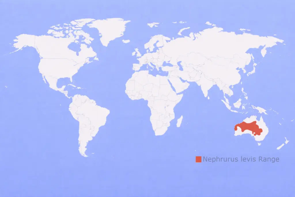 Nephrurus-levis-1024x683 Nephrurus levis