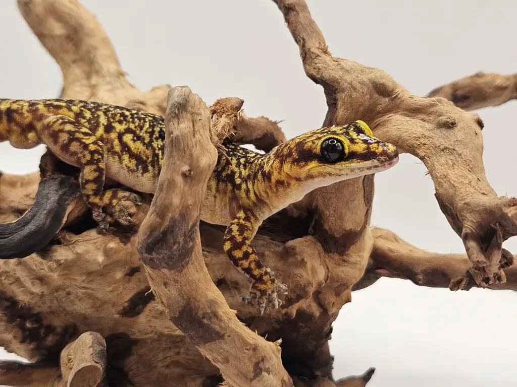 20250914_101508-1-1024x768 Gadopedia