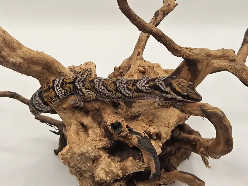 20250914_1017250-1-1024x768 Gadopedia