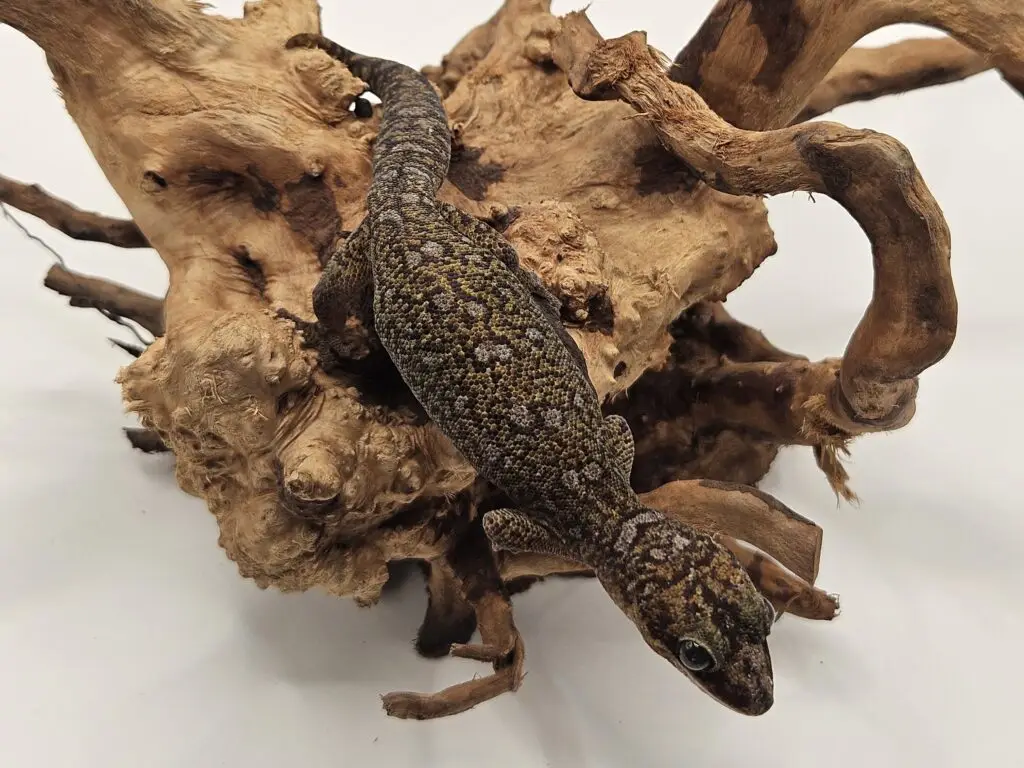 20250914_101827-1-1024x768 Gadopedia