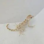 20260315_123753-150x150 Hamm 14.03.2026! Nowości hodowlane