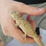 20260315_1242460-150x150 Hamm 14.03.2026! Nowości hodowlane