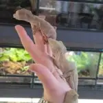 20260315_124345-150x150 Hamm 14.03.2026! Nowości hodowlane