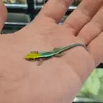 20260315_124603-150x150 Hamm 14.03.2026! Nowości hodowlane