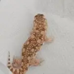 20260315_1307580-150x150 Hamm 14.03.2026! Nowości hodowlane