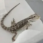 20260315_153353-2-150x150 Hamm 14.03.2026! Nowości hodowlane