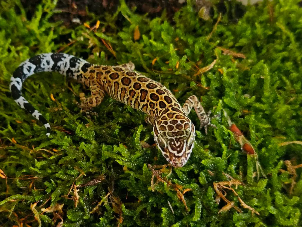 20260323_124904-1024x768 Gadopedia