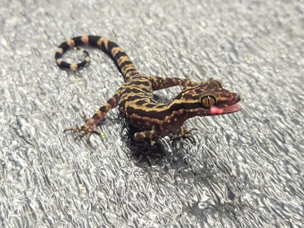 20260324_073617-1024x768 Gadopedia