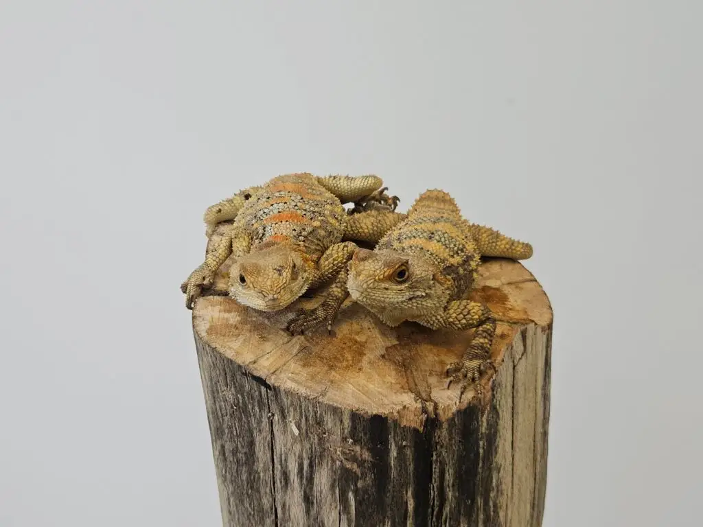 20260213_124646-1024x768 Gadopedia