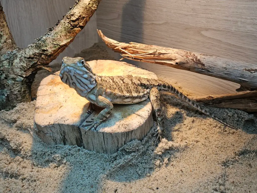 20260315_042340-1024x768 Gadopedia