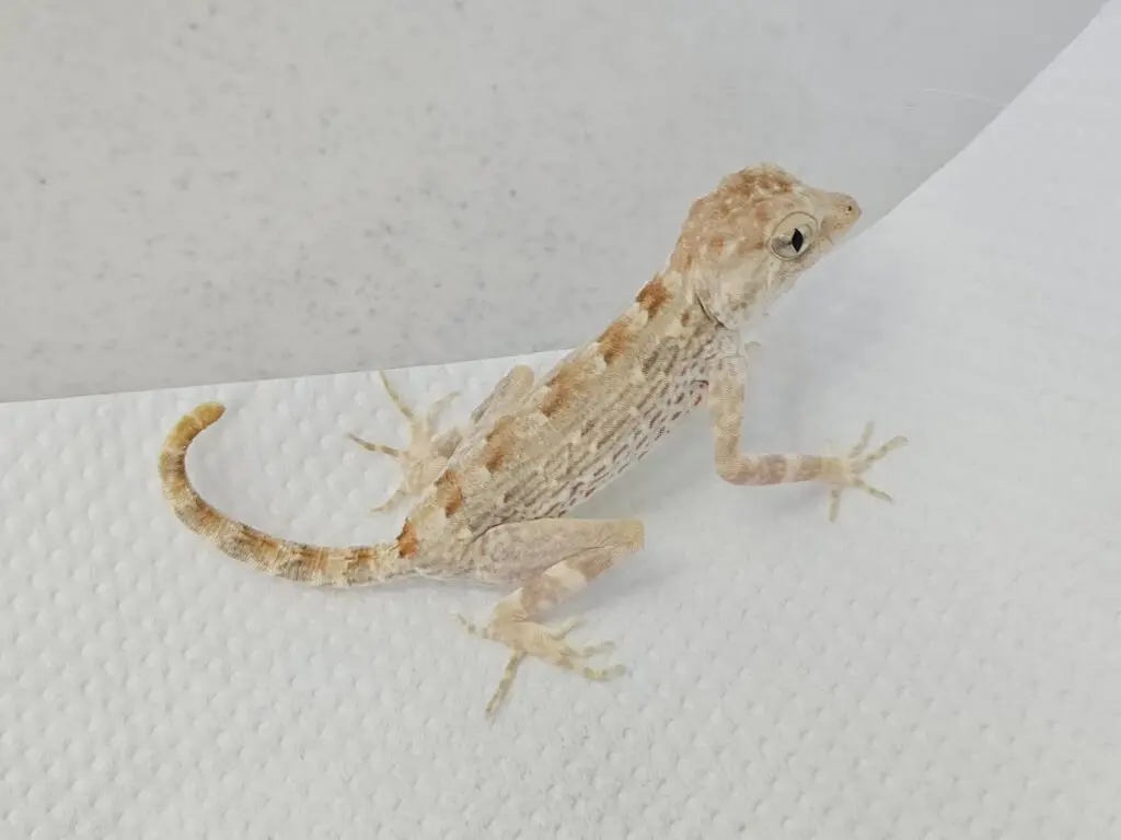 20260315_1237532-1024x768 Gadopedia