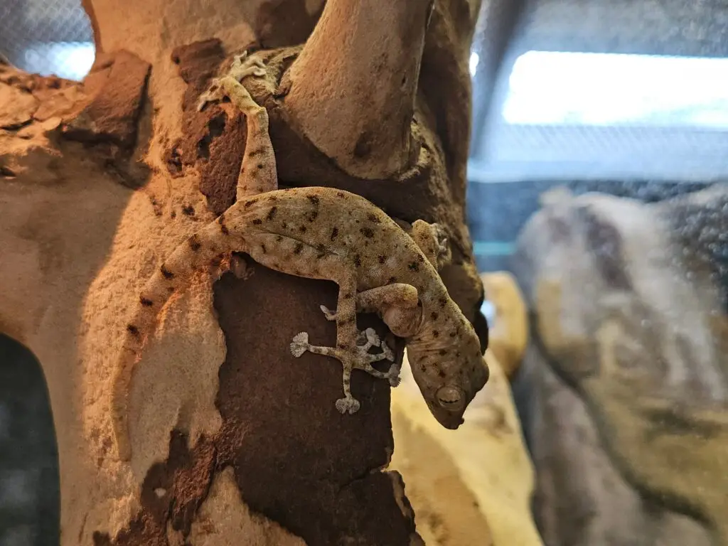 20260316_0905582-1024x768 Gadopedia