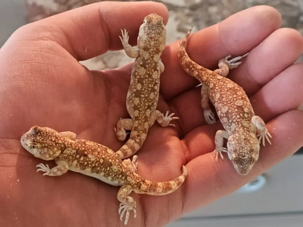 20260330_1219493-1024x768 Gadopedia