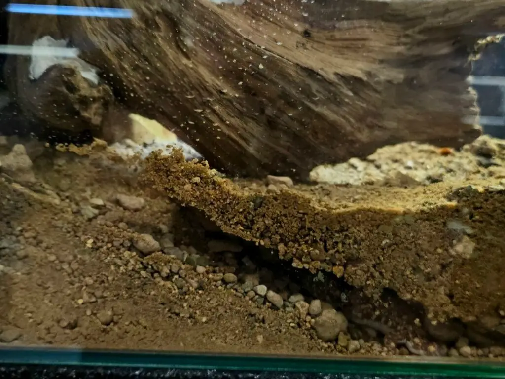 Messenger_creation_F9548B0F-780C-40B7-90BB-9526C423E2E11-1024x768 Ptenopus garrulus